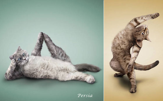 Cat Stretch