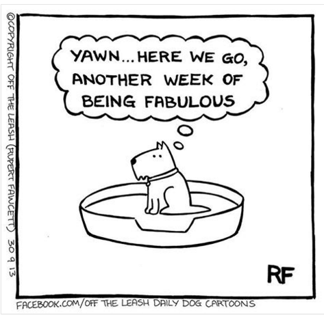 Cartoon