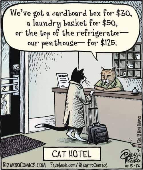 Cartoon