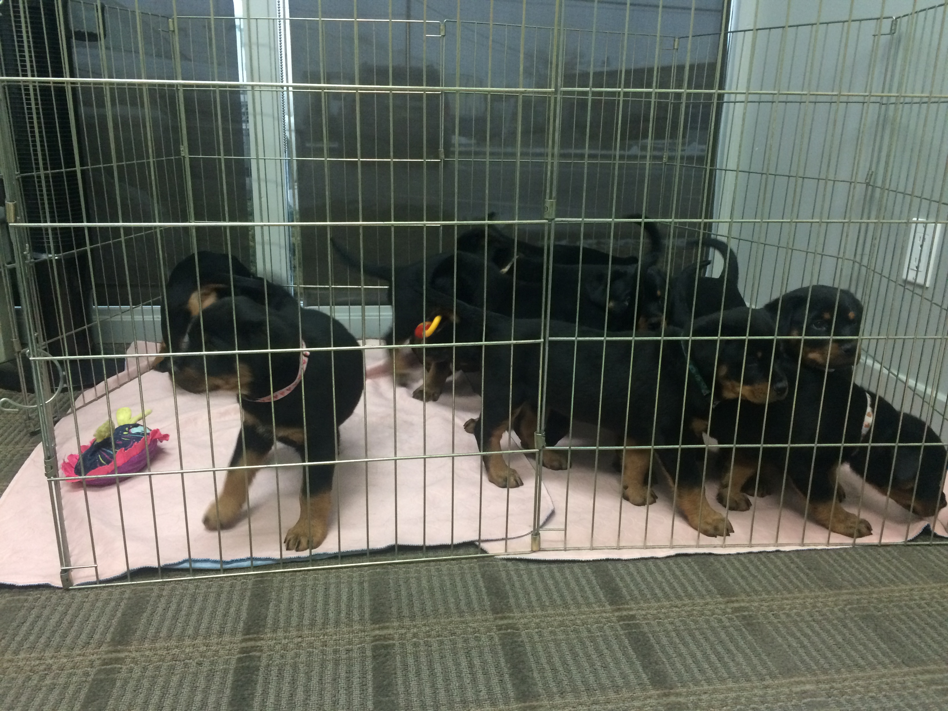 Puppy Trouble