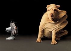 Dog Skin