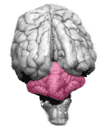 Cerebellum