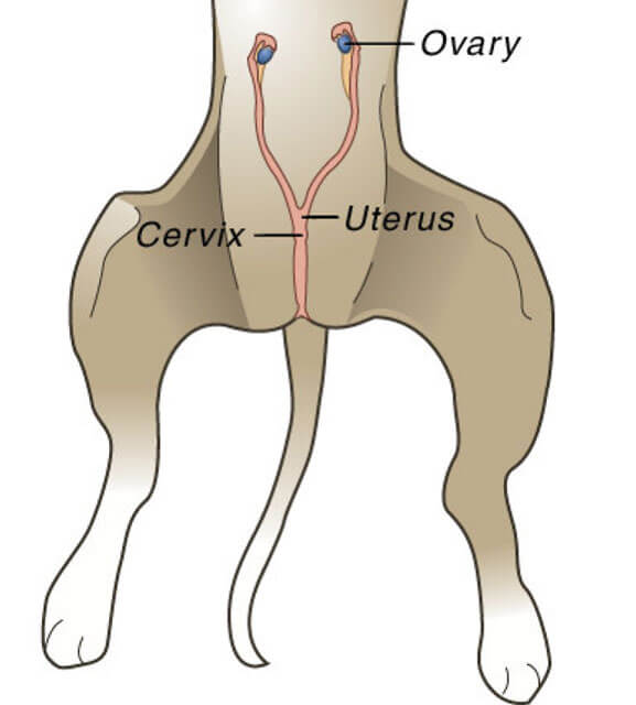 Lady Dog Anatomy