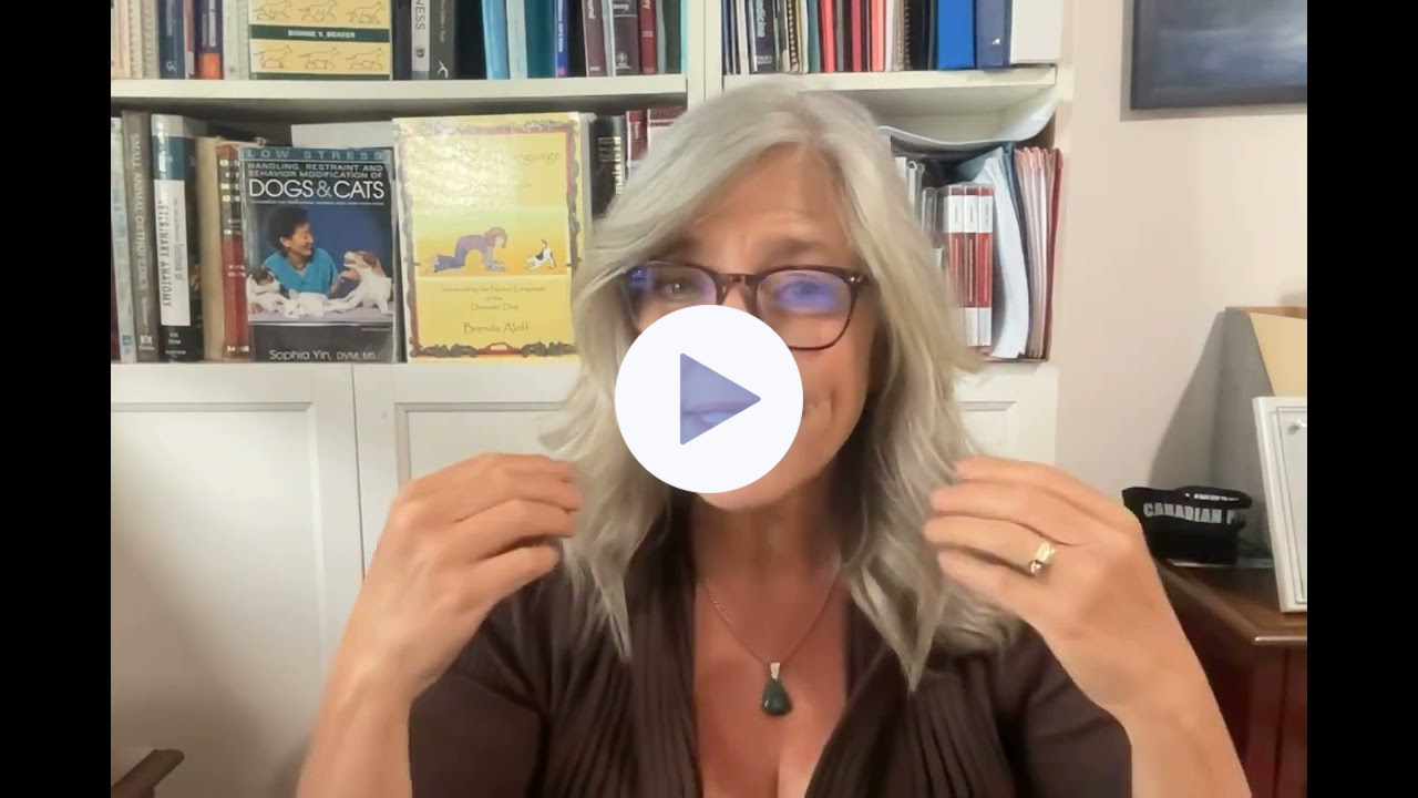 FourLegRehabMinute-Behavious