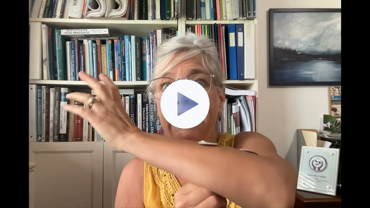 FourLegRehabMinute-NMES-ActiveOrPassive