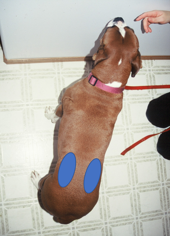 Bulging Epaxials