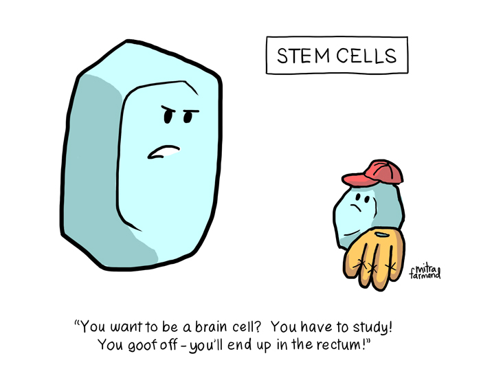 More Stem Cells
