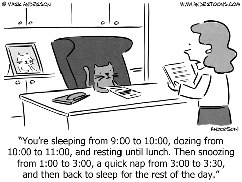 Cat Schedule