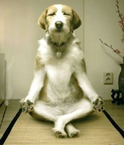 YogaDog