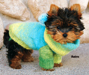 Dog in Ridiculous Sweater