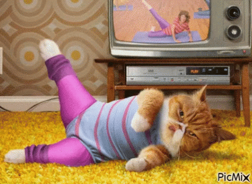 Cat Exercise