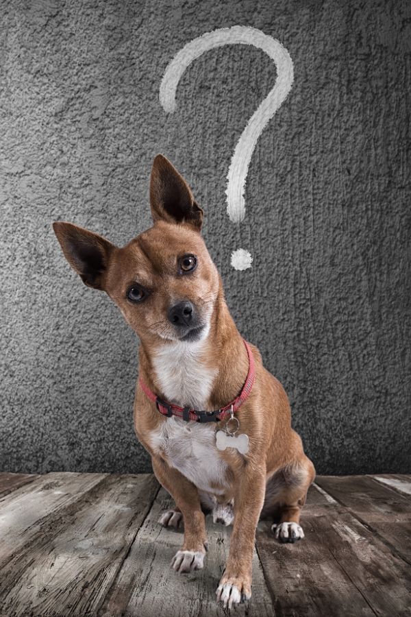 Dog Question