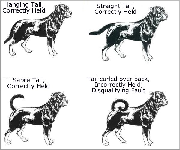 Rottweiler Tails