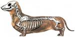 Dachshund