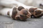 Dog Toes
