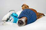Dog Fatigue