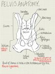 Sacroiliac Joint