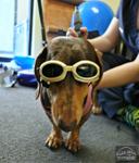 Neuro Dog