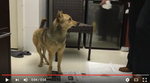 Complicated Dog Case