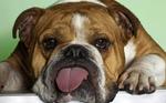 Today has been Ruff