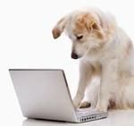 Dog on Computer