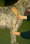 Canine Shoulder