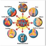 Stem Cells