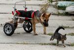Paralyzed dog