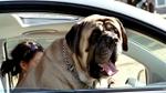3-legged mastiff