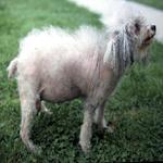 Cushing's Dog