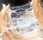 Fascia