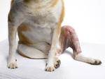 Veterinary Surgeries