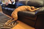 Dog Tired