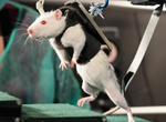 Paralyzed Rat