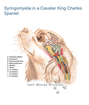 Syringomyelia Cavalier