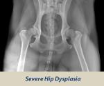 Hip Dysplasia