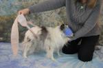 Blindfolded dog