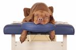 Dog Massage