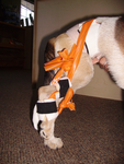 Fracture Management
