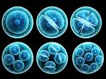 Stem Cells