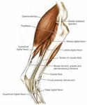 Achilles Tendon