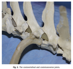 Thorax