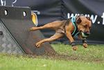 Flyball