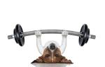 Dog exercise