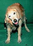 Vestibular dog