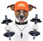Fit Dog