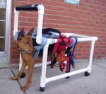 Dog Tired