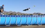 Dock diving dog