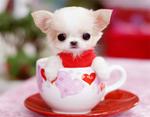 Teeny Chihuahua