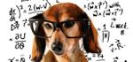 Smart Dog